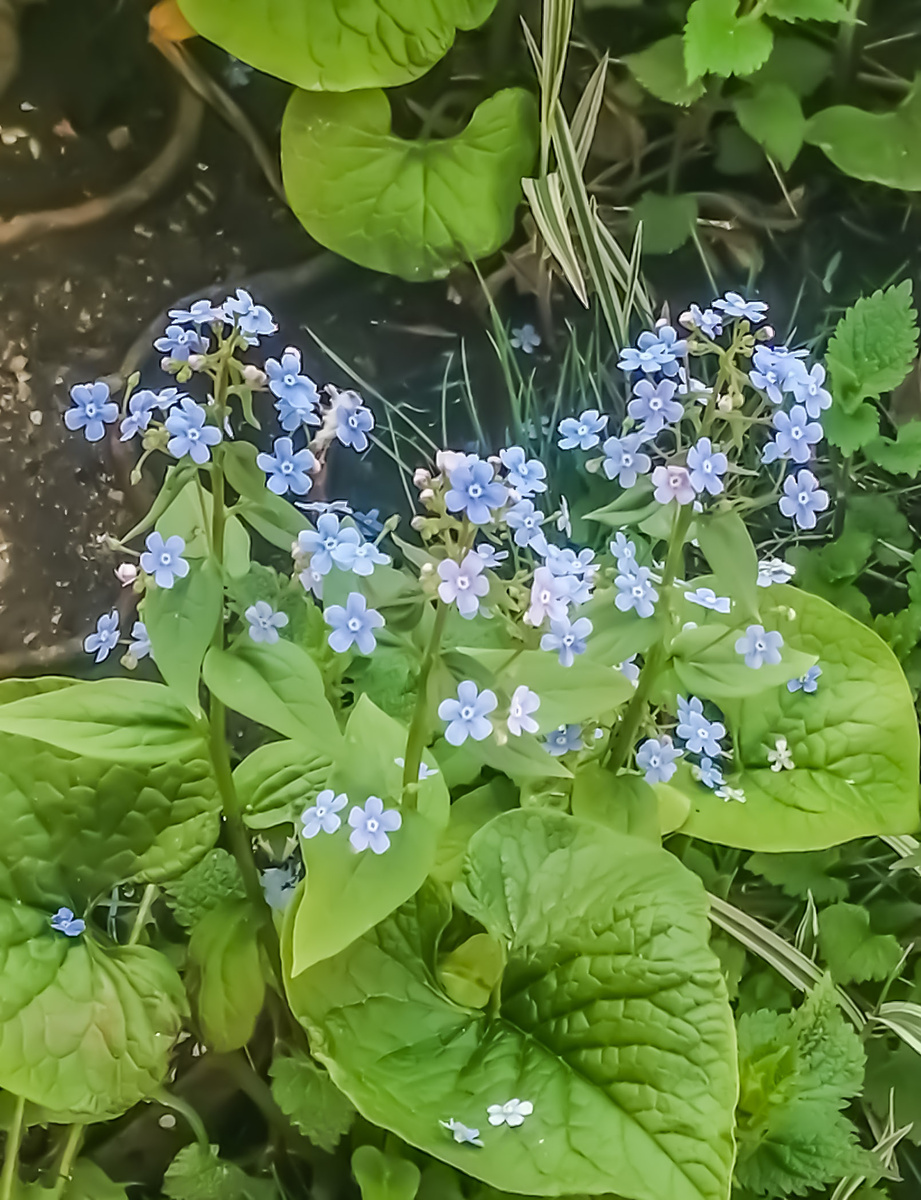 Бруннера сибирская. Внешний вид. 