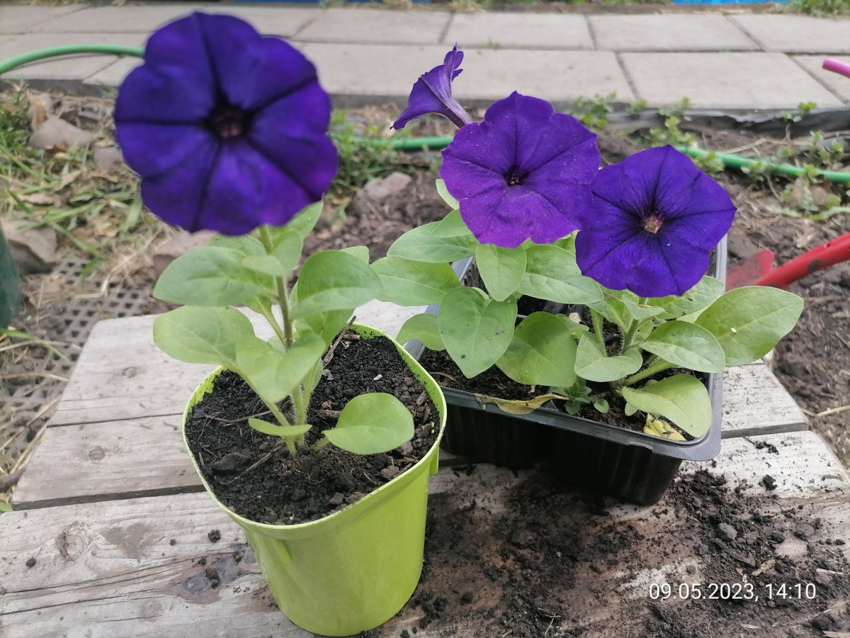 Пересаживаю петунии из кассет в горшки