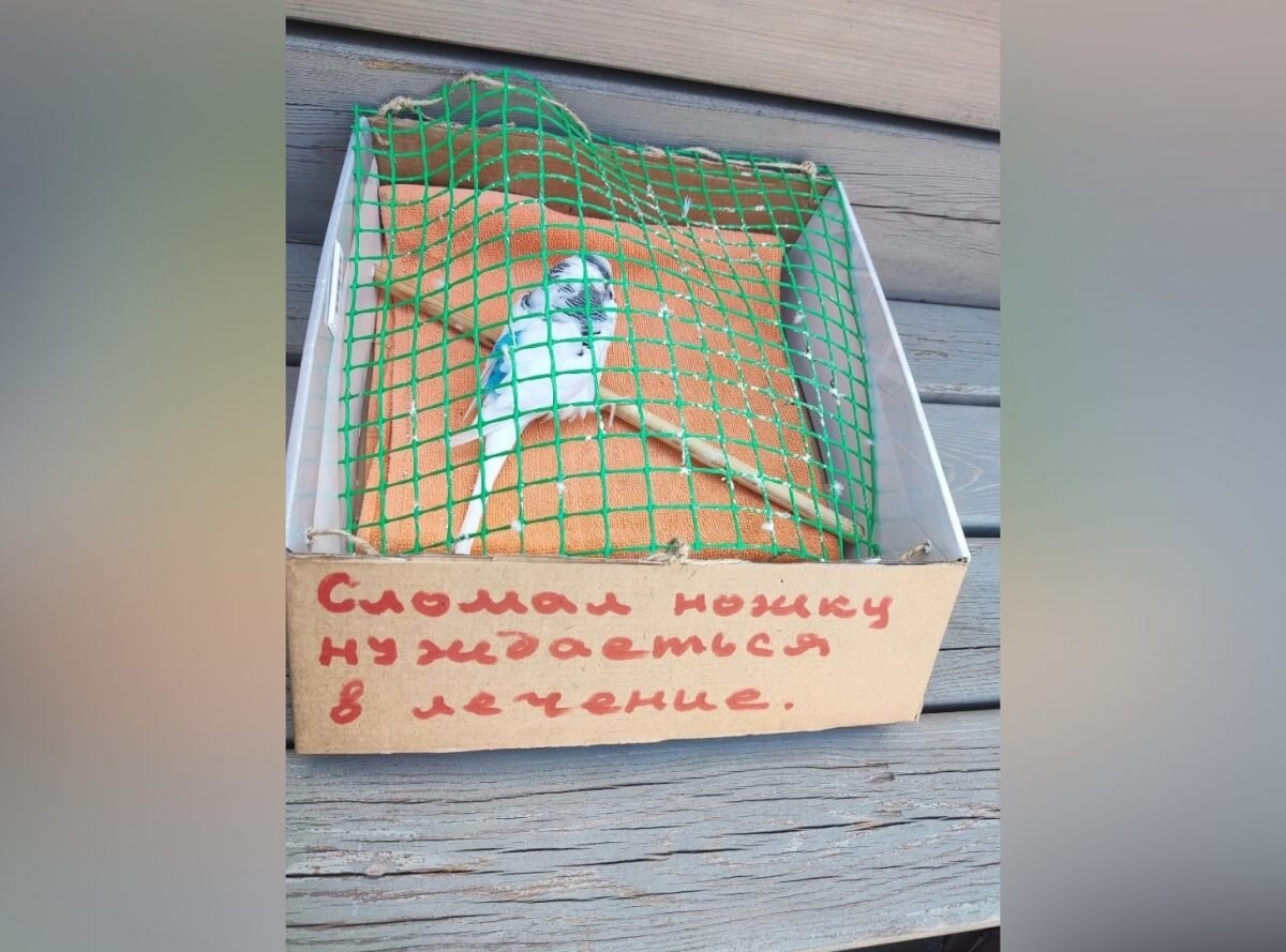    Коробку с волнистым попугаем оставили на одной из скамеек Арина Полтанова