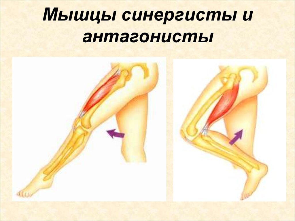 Мышцы синергисты. Разгибание коленного сустава мышцы. Мышцы разгибатели тазобедренного сустава. Мышцы сгибатели и разгибатели антагонисты синергисты. Синергист двуглавой мышцы плеча.