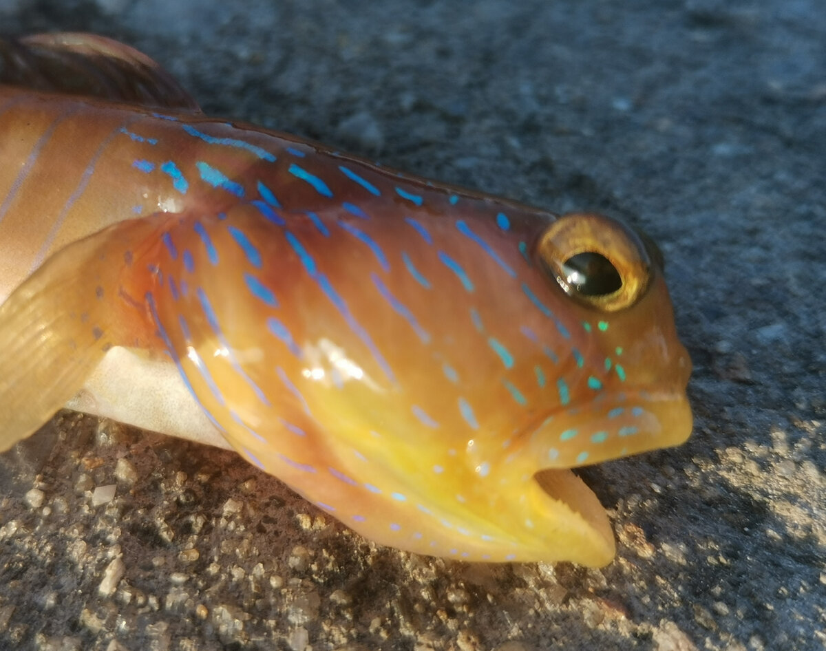 А рыбов красивое...