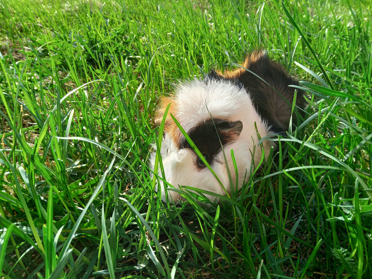 Круто погуляли, пришли домой Кузя уснул без задних лап.🐹🌱