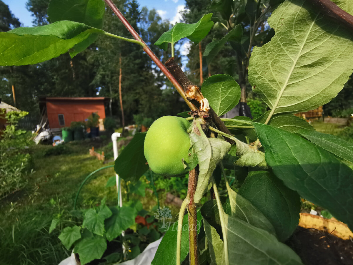 Птичка и яблоко сделали своё дело - побег обломился. Но очень хотелось на яблочко посмотреть )))