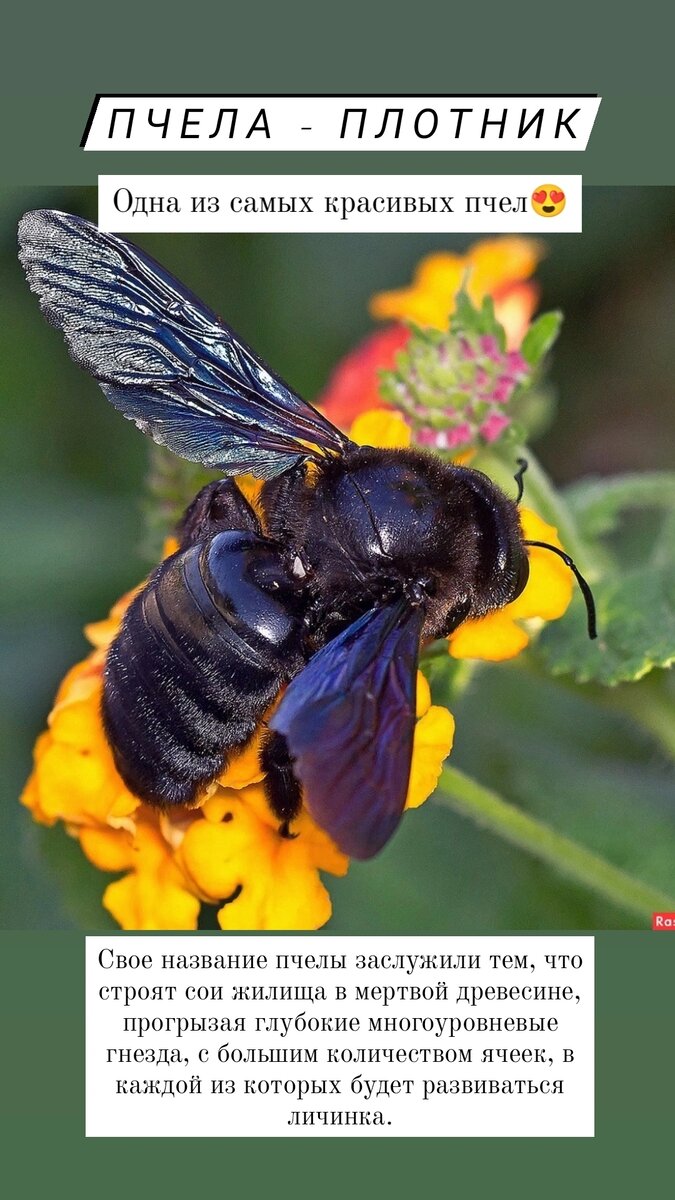 МНОГООБРАЗНЫЙ МИР ПЧЕЛ🐝 Виды пчел | Пасека Пальновых | Дзен