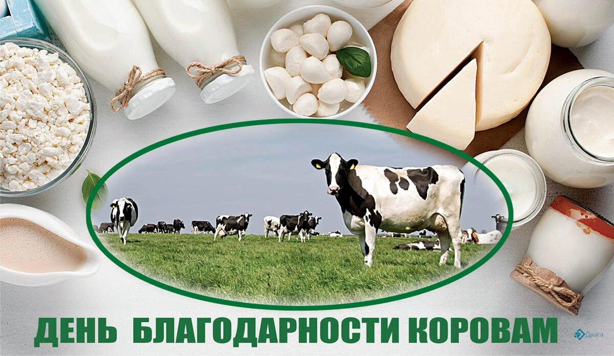 День благодарности коровам. Иллюстрация: «Курьер.Среда»