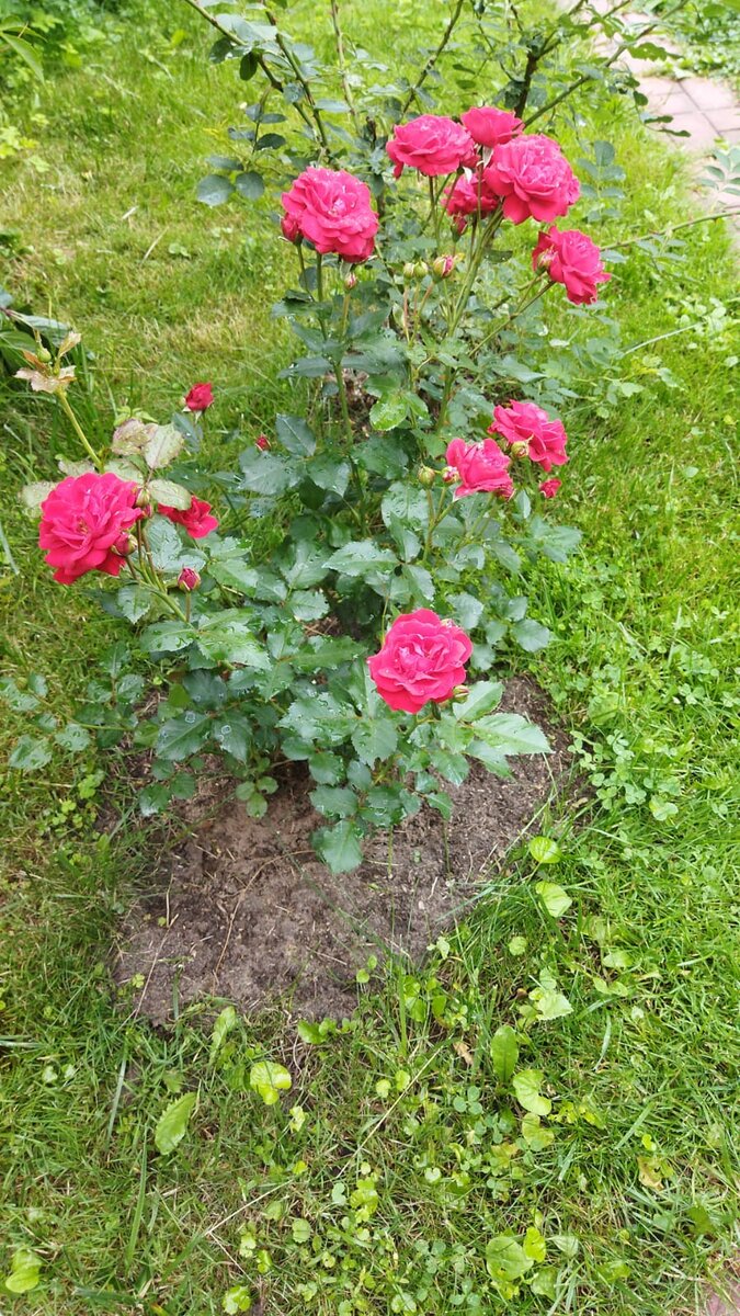 Моя Ассоль (... противна мне стала первая жена после измены...) | Лилия ...