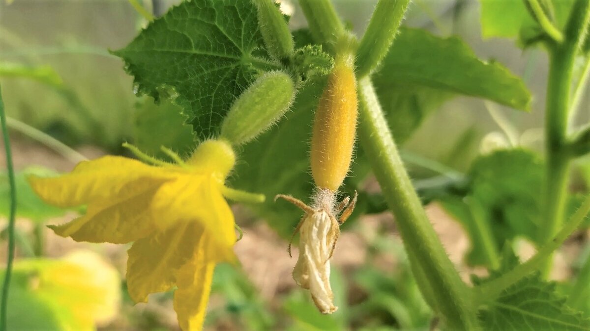 Огурцы растут. Пожелтение завязей огурцов. Завязь огурца засохла. Огурцы желтеют завязи. Завязь для огурцов.