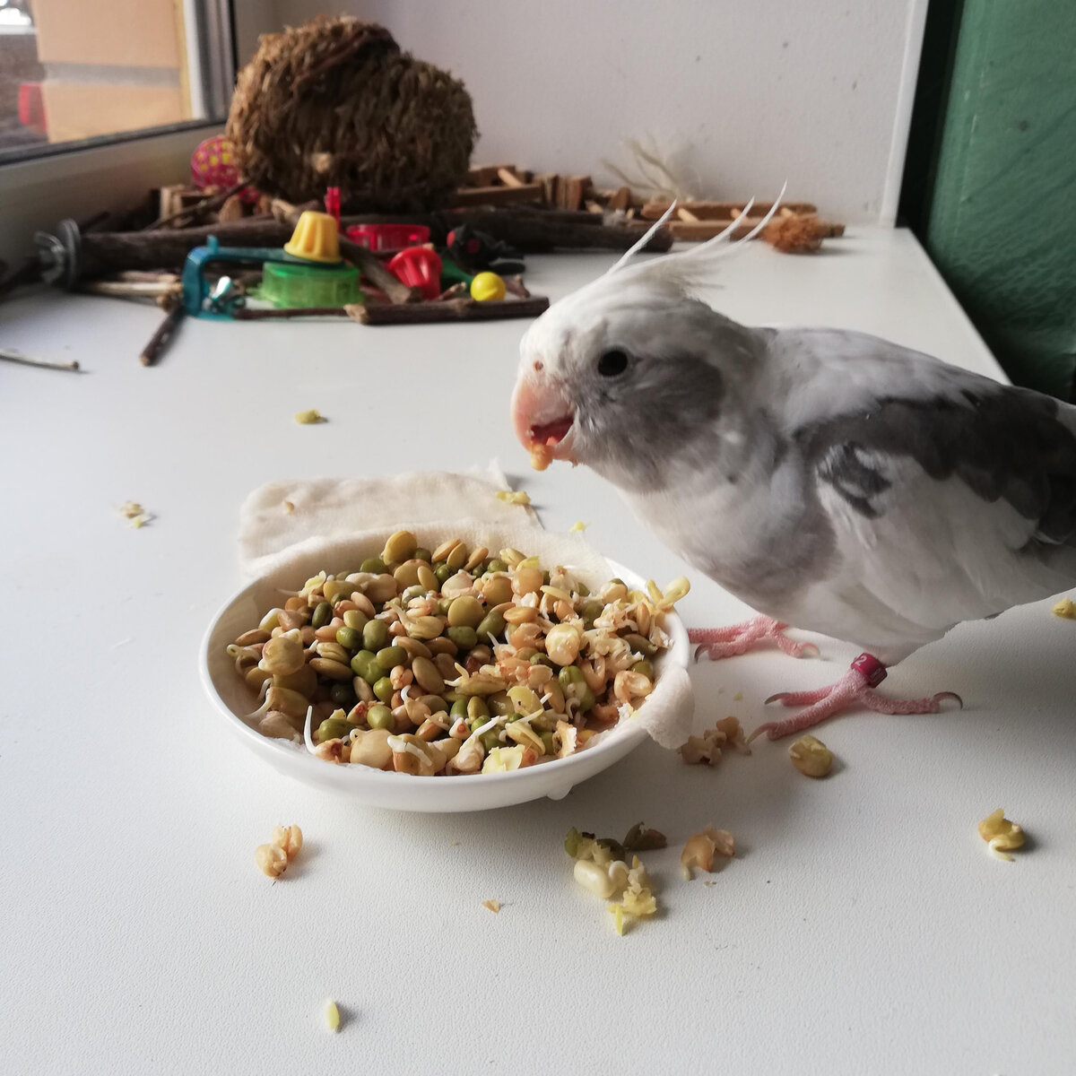 Не надейтесь, что они будут аккуратно кушать над миской. Фото автора.