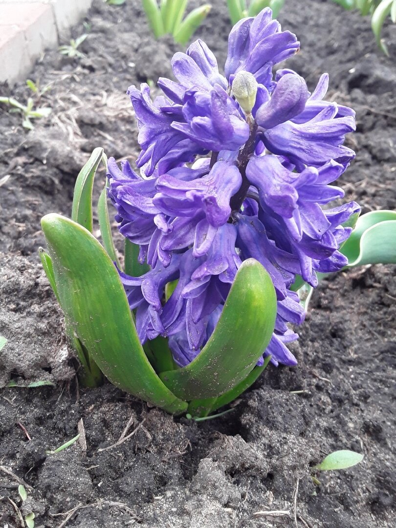 У гиацинтов Delft Blue, которые выкапывались и хранились на жаре под крышей чердака декоративность выше