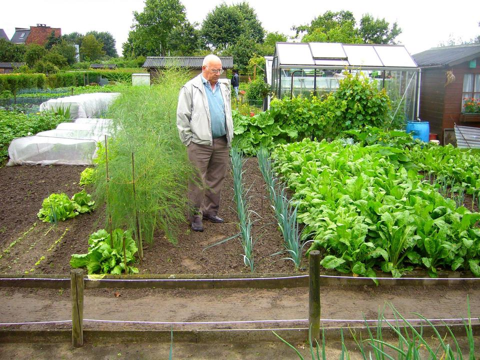 источник: Яндекс картинки.    Да, фото взято из интернета, но у моей свекрови на грядках почти такой же порядок)