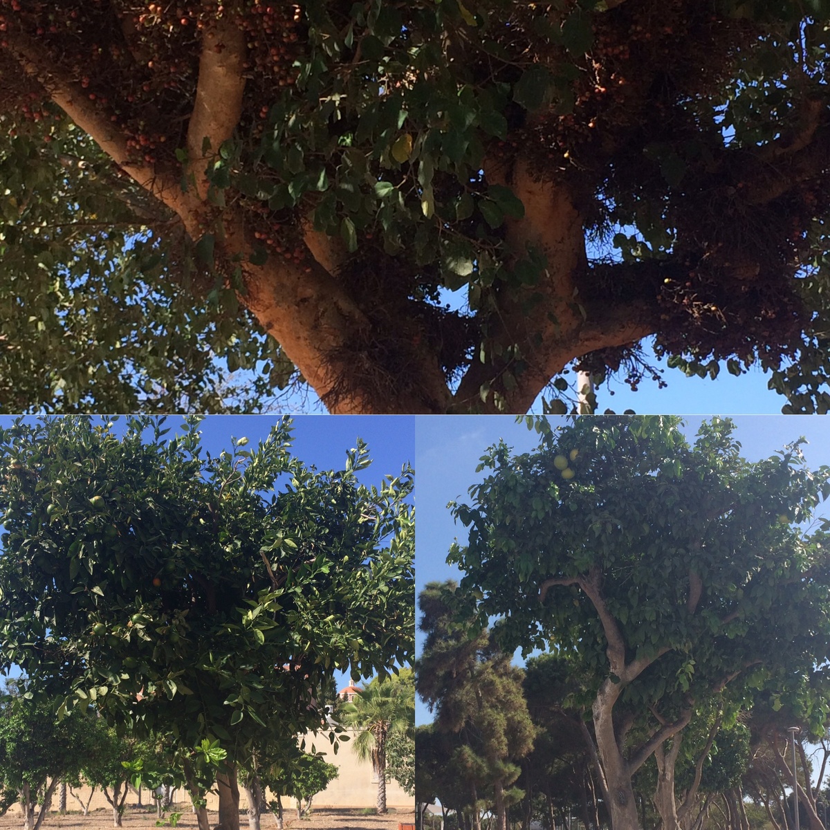 На закрытой территории располагается зоосад с разными птицами, а в открытой части можно увидеть плодовые деревья