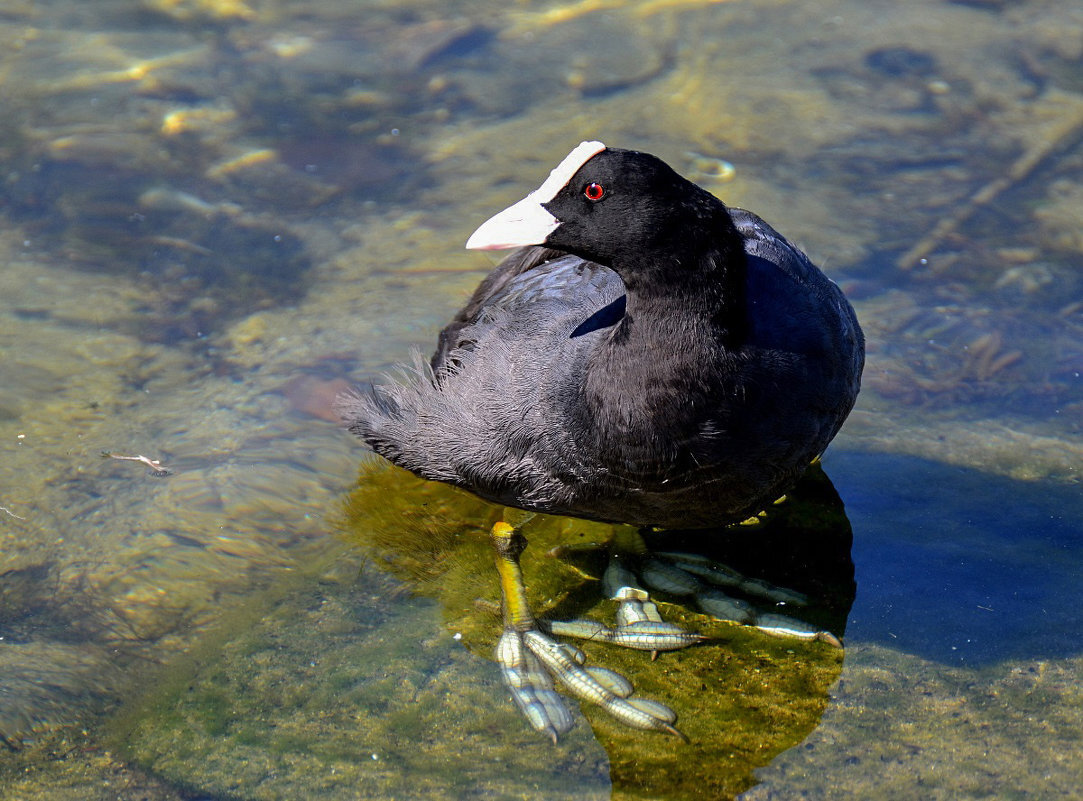 преимущественно вот такие уточки... фото взято из открытого источника Яндекс.картинки