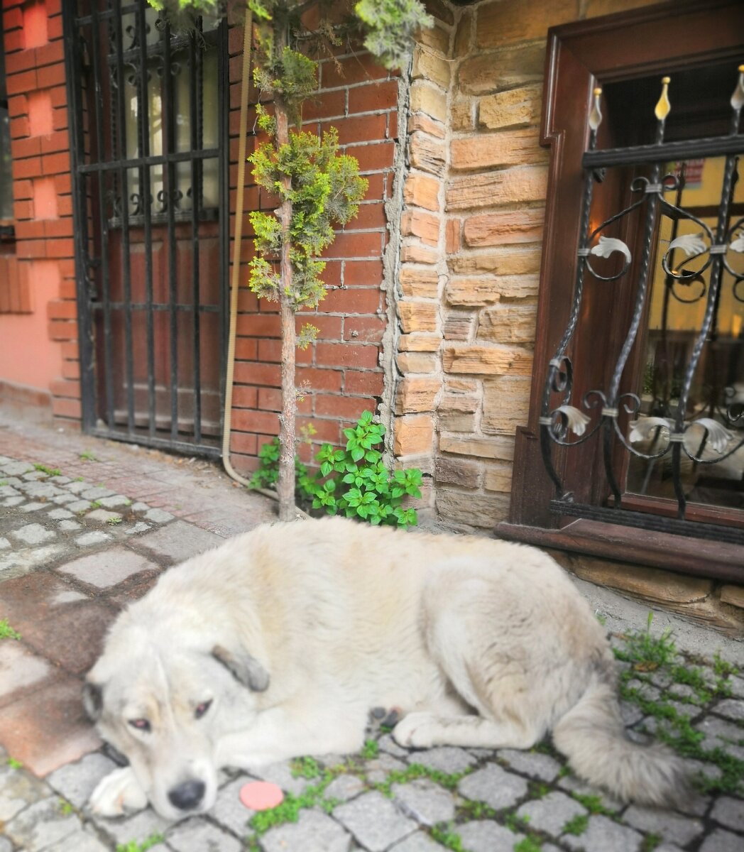Даже колбаса не впечатляет. Стамбул, апрель 2019
