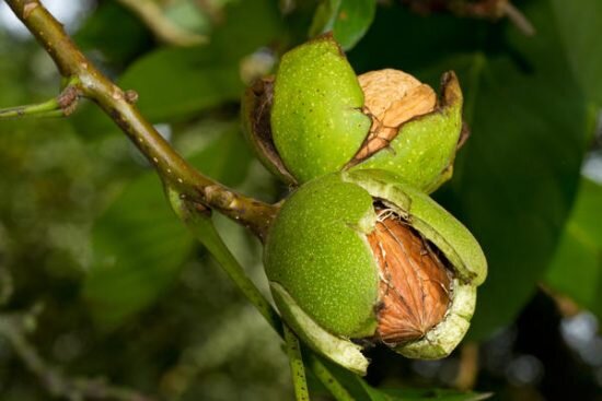 Ripe nuts of a Walnut tree