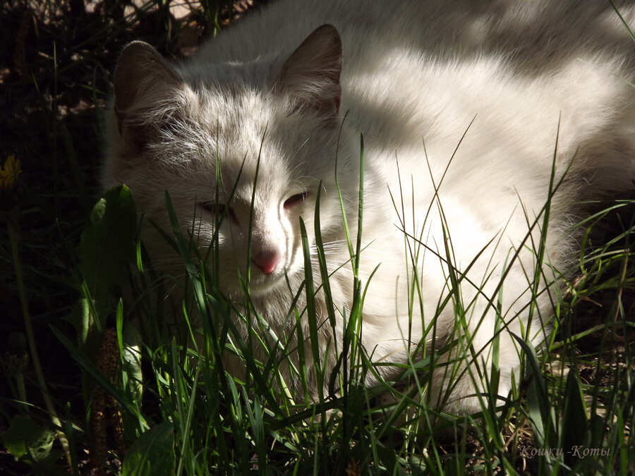 3. Ночью сплю я мало, И днем я не засну