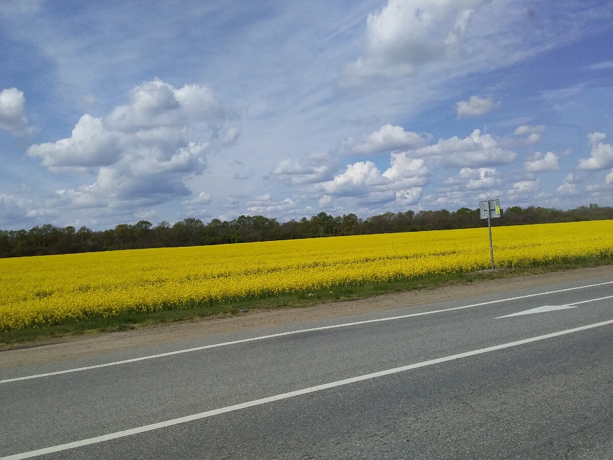 Рапс в цвету