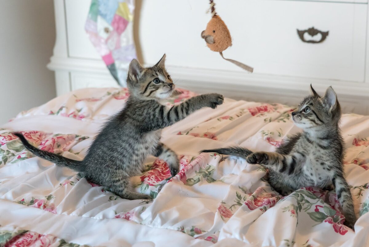 https://www.pexels.com/photo/tabby-kittens-on-floral-comforter-160755/