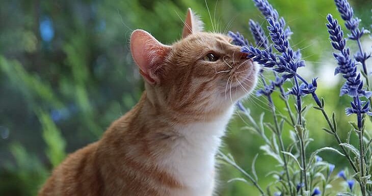 Источник: http://www.baba-mail.co.il/content.aspx?emailid=47572