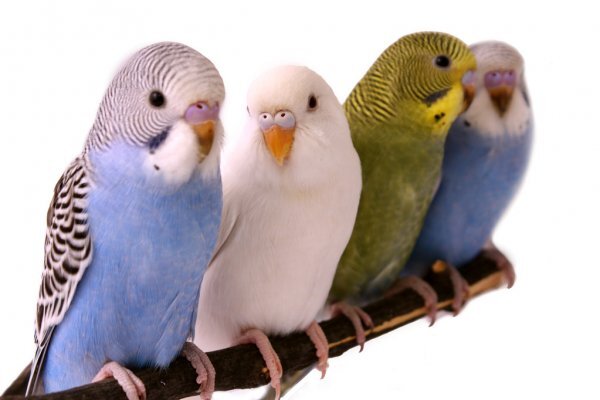 https://st.depositphotos.com/1752368/1282/i/950/depositphotos_12829148-stock-photo-budgie.jpg