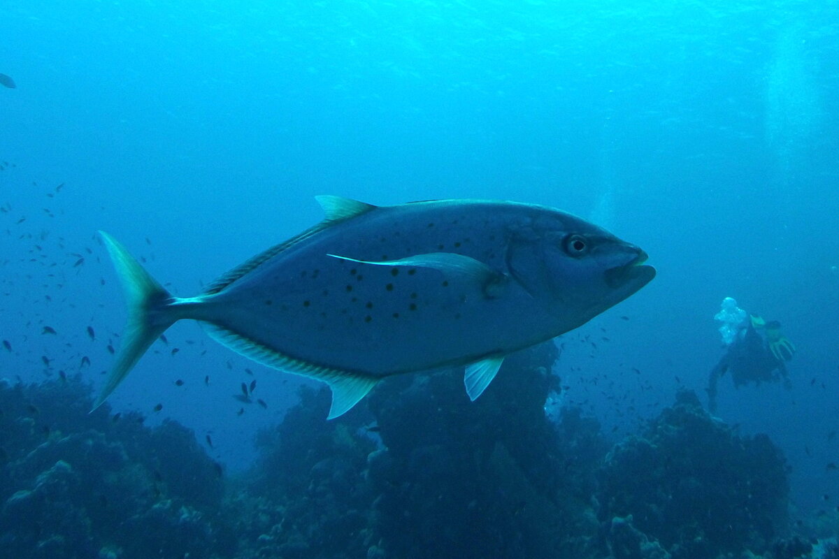 Дайвинг в Красном море