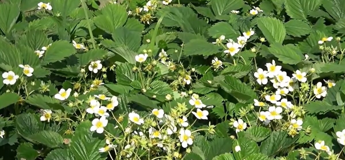 Активное цветение клубники