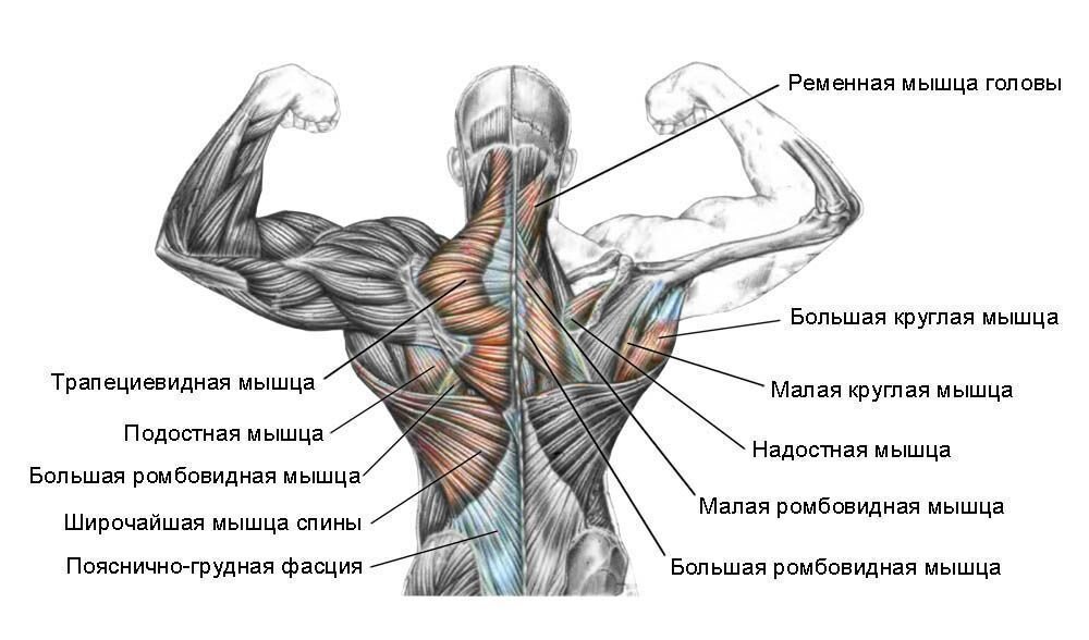 Упражнения для укрепления мышц спины с собственным весом. Избавляемся от болей в пояснице при помощи упражнений.