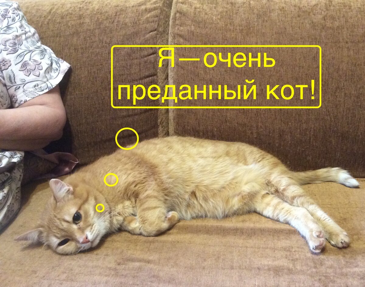 Привязанность к кошкам 11 букв сканворд. Привязанность кота к хозяину. Кошки привязываются к грустным людям. Почему кошка привязывается к одному человеку. Может ли кошка привязаться к человеку