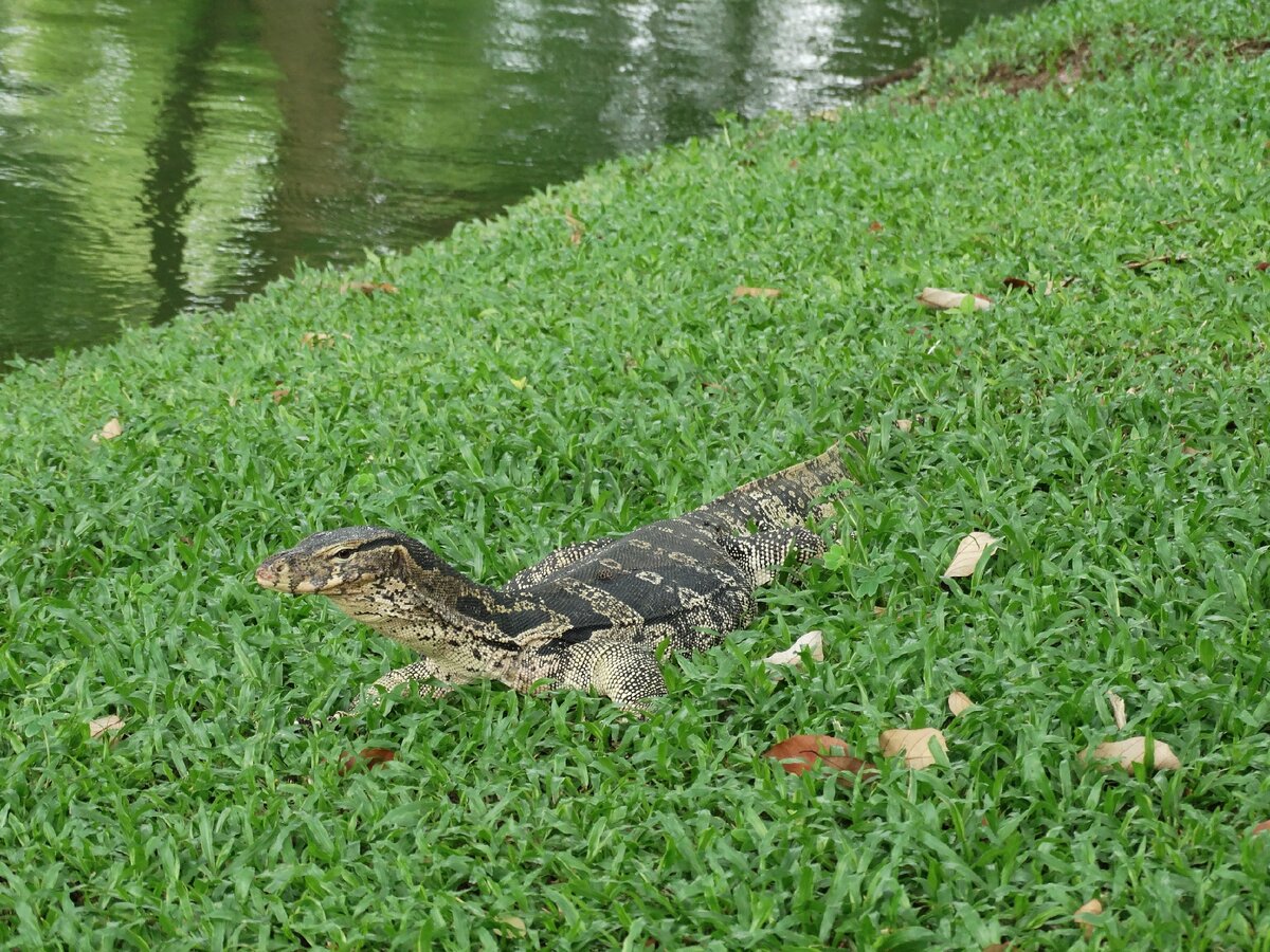 Бангкок. Парк Люмпини. Вараны. Фото автора.