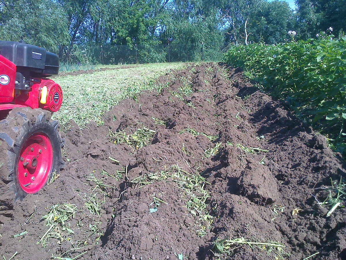 Запахивание мотоблоком скошенной горчицы