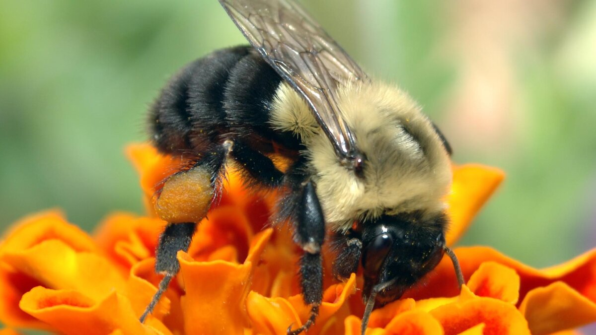 Такой  увидел пчелу Борис Черноситов. Мне страшно к ней приближаться, но мед люблю.