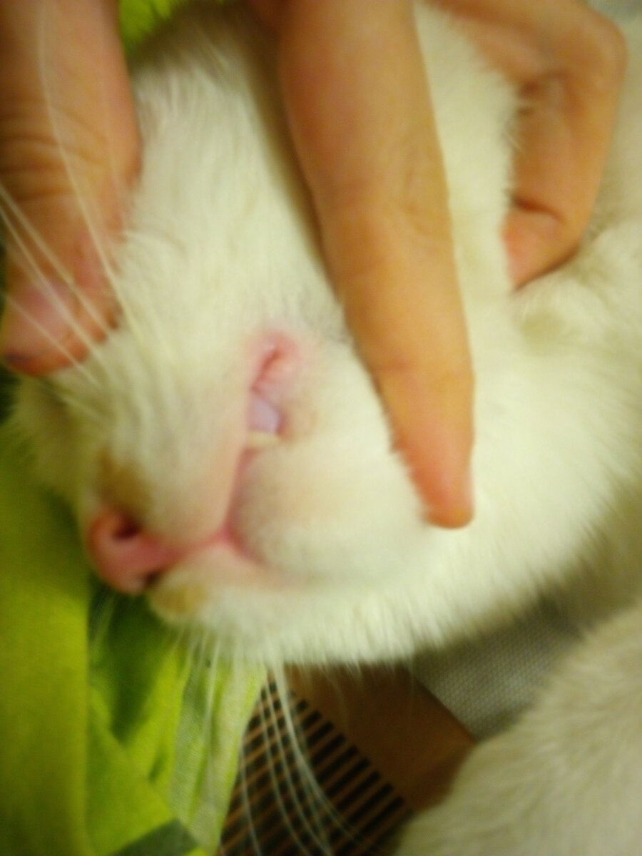 Саблезубые зубы.