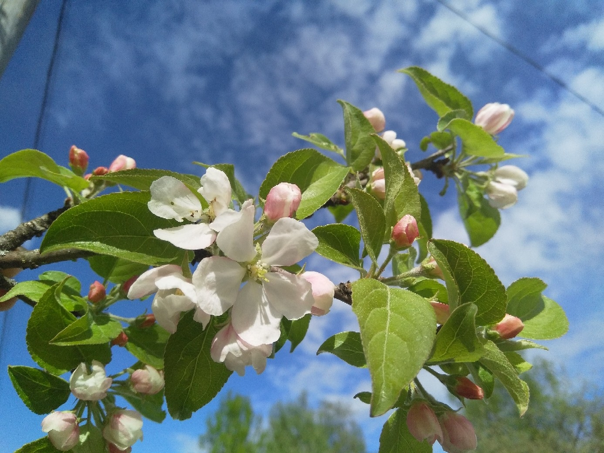 Дико растущая яблоня. Яблоня Лесная Malus Sylvestris. Яблоня Лесная (дичок). Яблоня дичка. Яблоня Лесная (Дикая) (Malus Sylvestris).