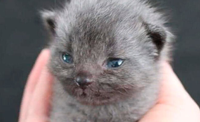 Источник: http://www.fatelines.net/