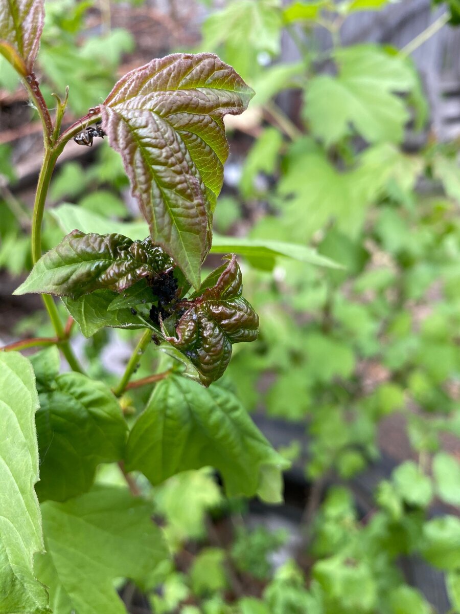 Тля на калине.