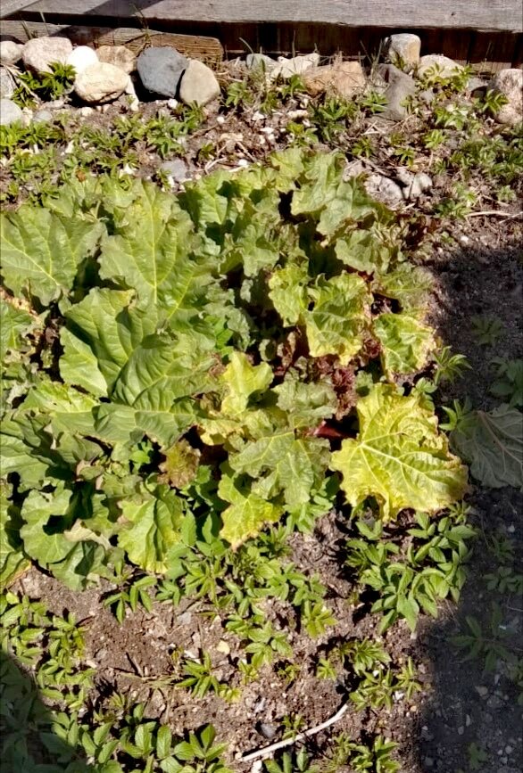 Ревень - молодец, растет сам по себе!  Фото автора.