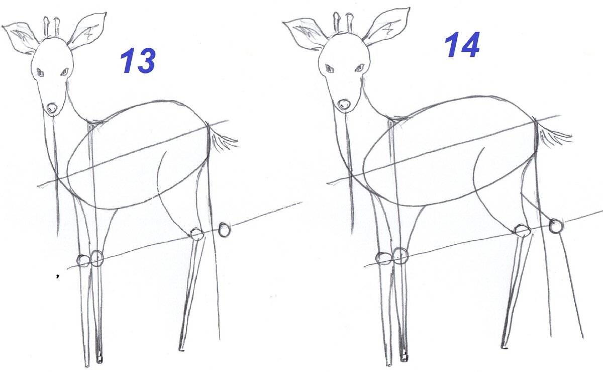 Олень рисунок схема. Схема рисования оленя. Поэтапный рисунок оленя. Схема рисования оленя для детей. Олень схематический рисунок.
