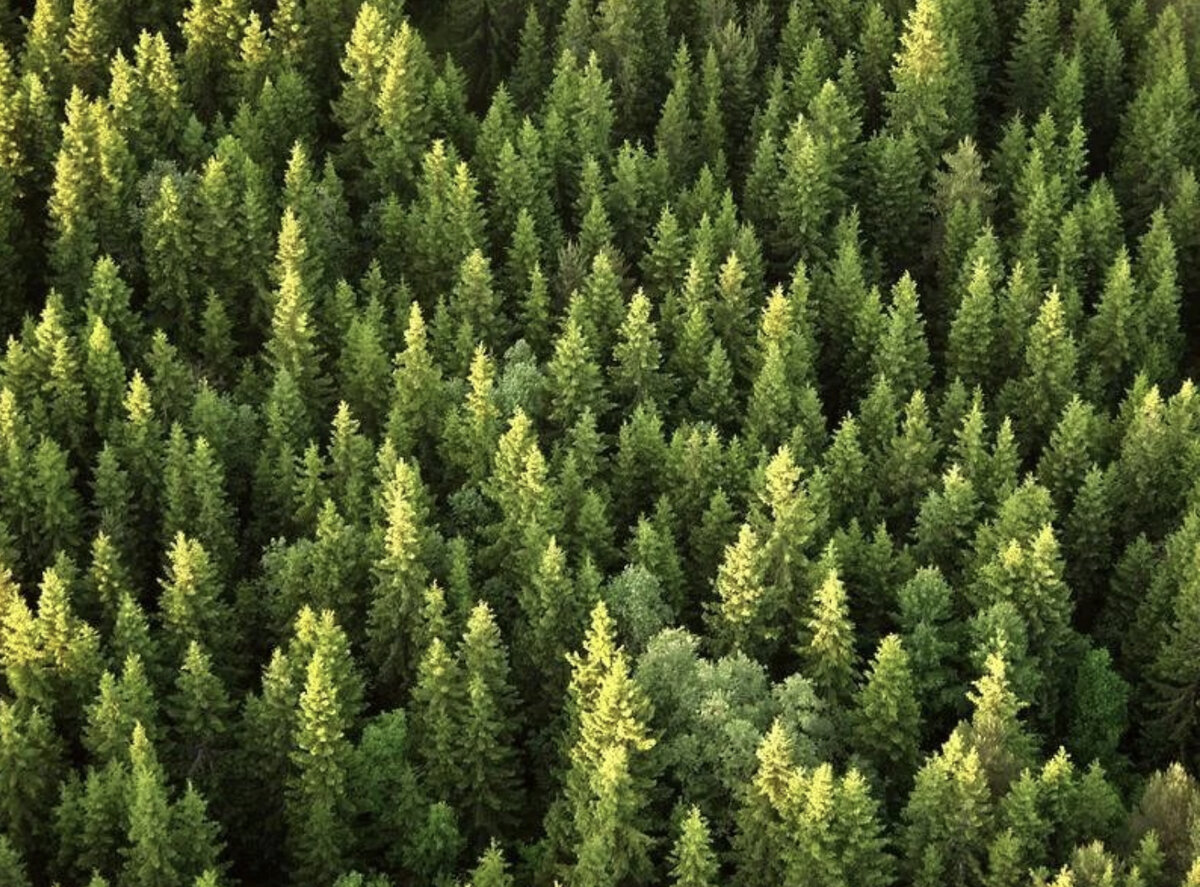 Один из мощнейших природных антиоксидантов содержится в комлевой части сибирской лиственницы 