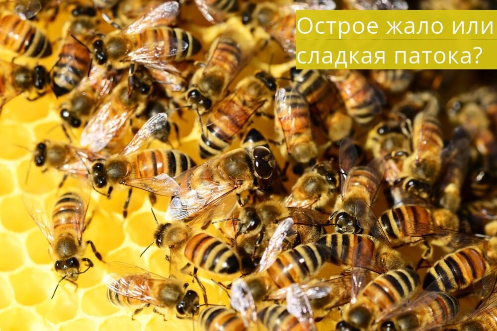 Мёд и жало. Фото из pixabay.com/ru