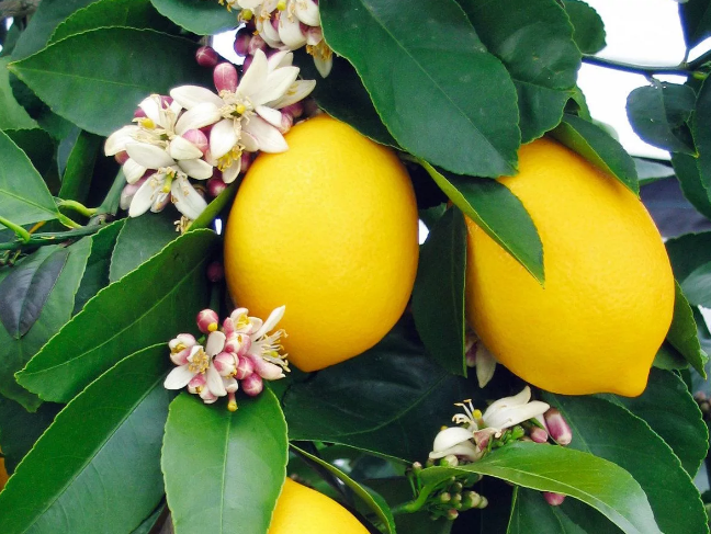 Фотография взята из источника agrognom.ru 
