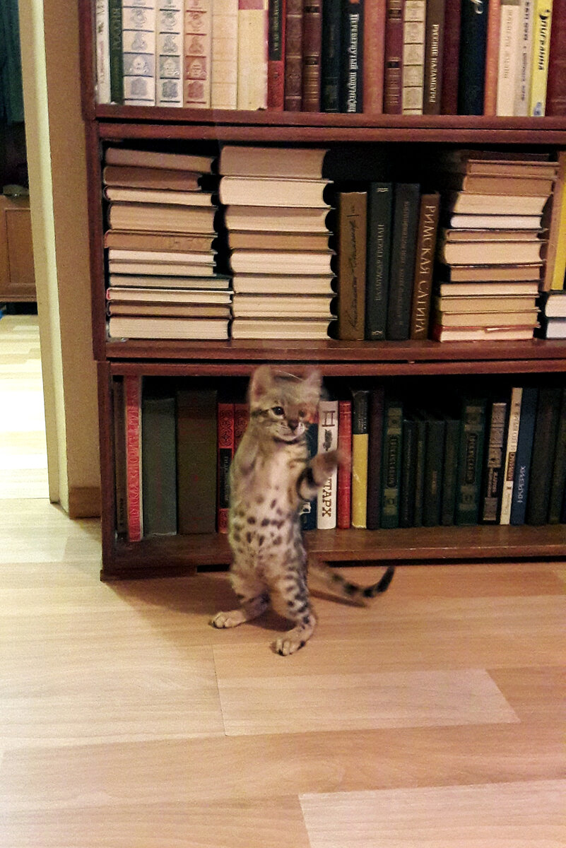 Котенком Март много времени проводил в такой игровой стойке