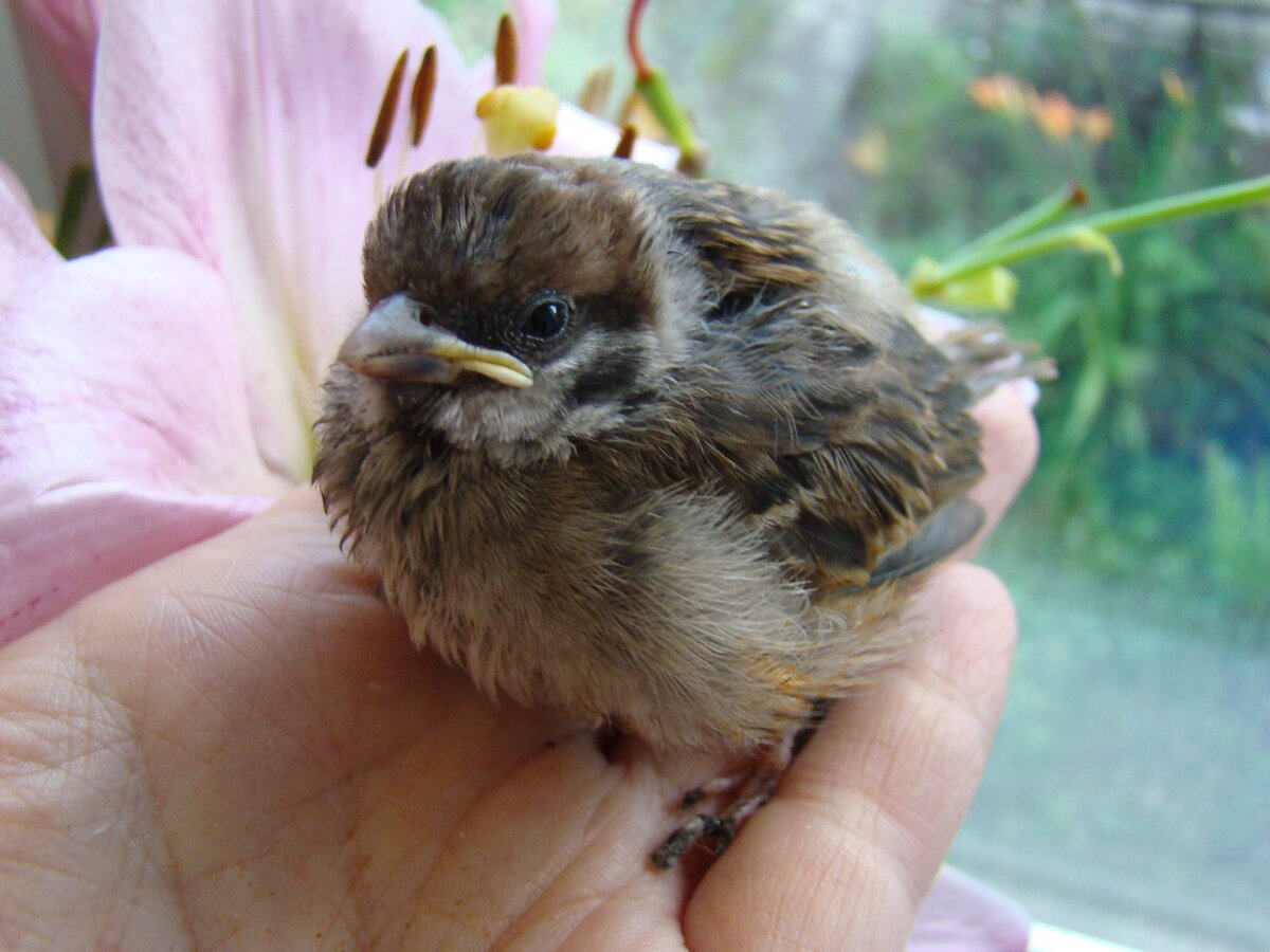 Птенчика вот раз девчонки притащили совсем крошечного...