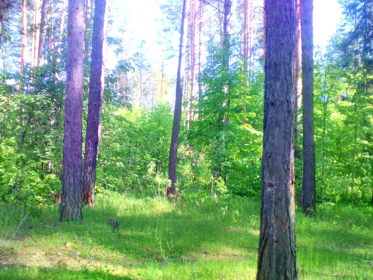 Фото из семейного архива автора