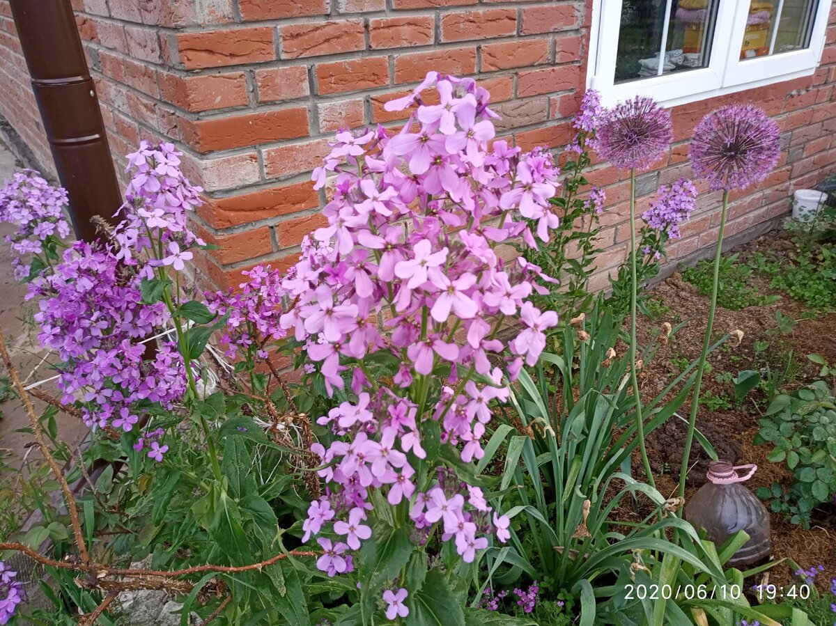 Вечерница. Фото Загородные идеи.