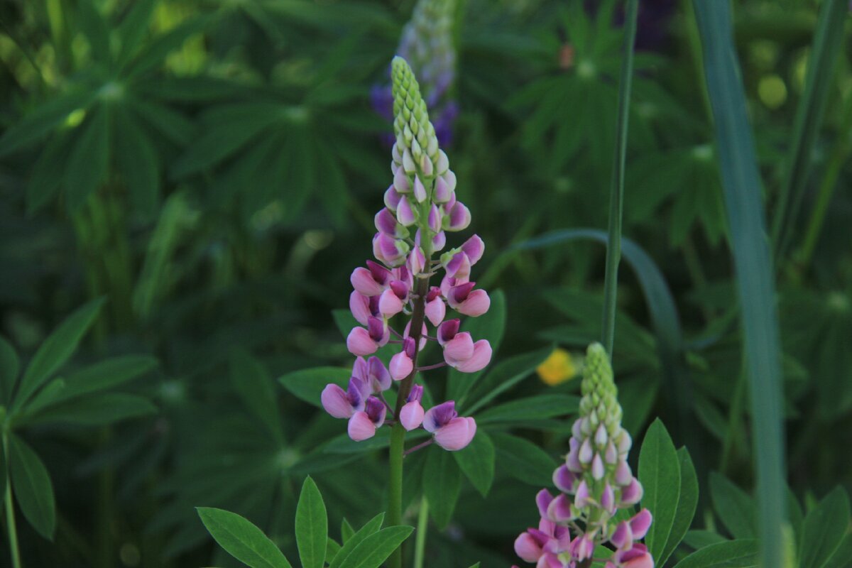 Люпины (Lupinus):. Люпин узколистный. Люпин многолистный (Lupinus polyphyllus Lindl.). Люпин узколистный семена.