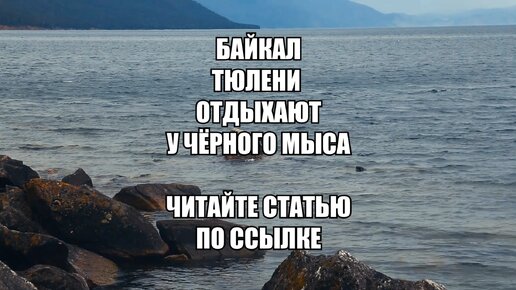 Байкальские нерпы отдыхают на камнях в безлюдной бухте у мыса Чёрный (читайте статью по ссылке)