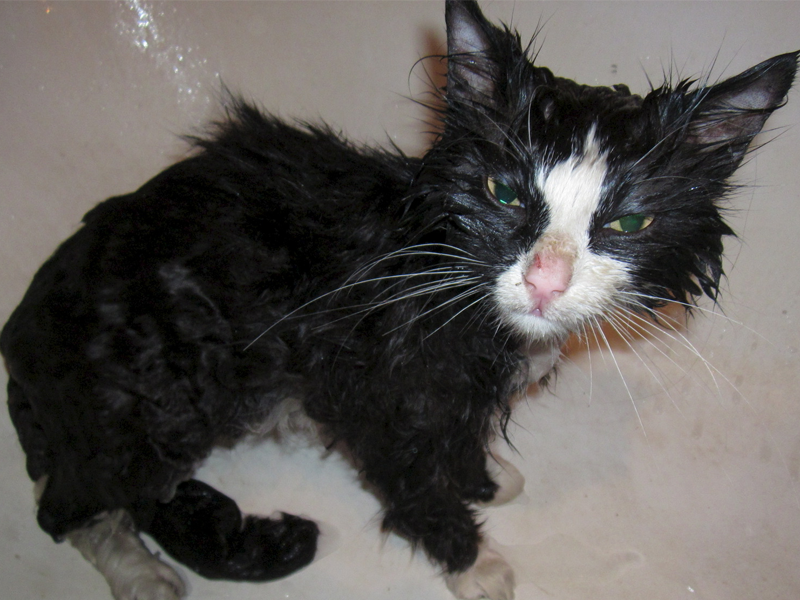 Пытались отмыть котенка