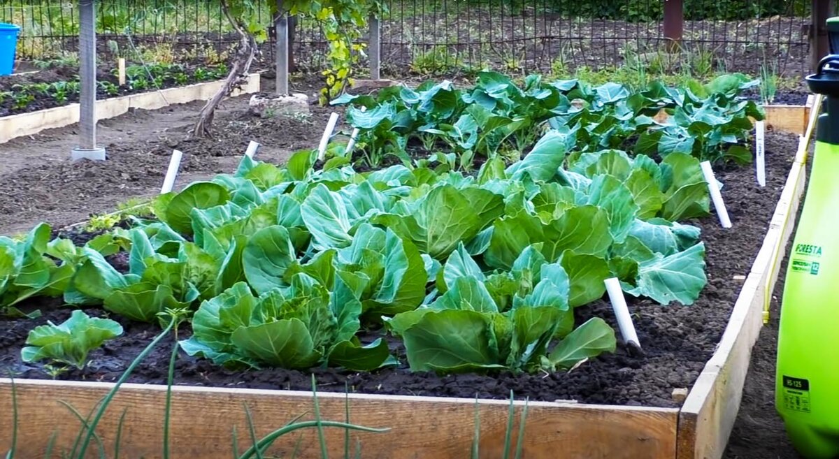 Пора обрабатывать капусту