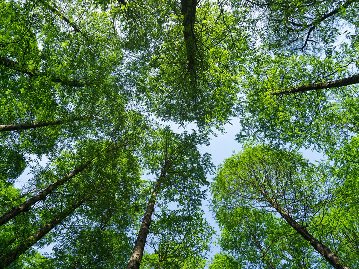 Изменения в природе деревьев. Парк деревья вид под углом. Tree looking up.