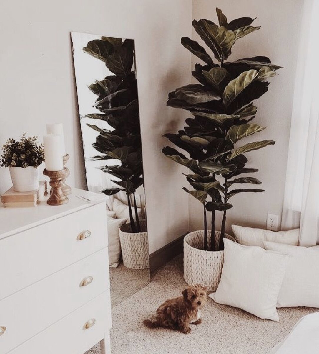 Фикус Лирата