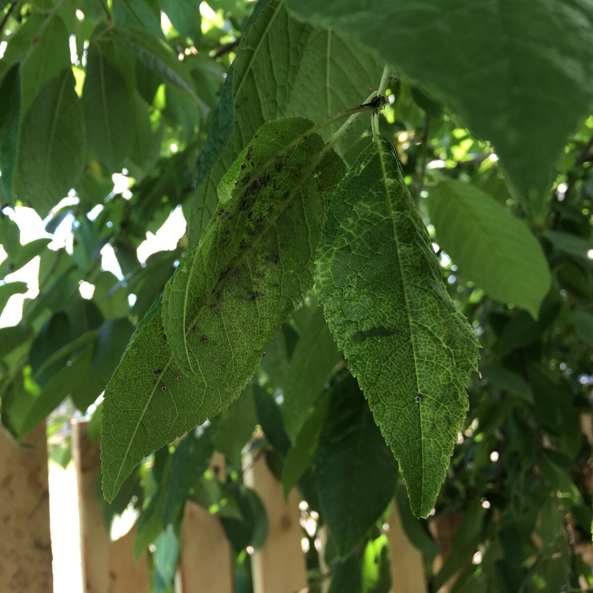 Тля почти сплошь облепила всю обратную сторону листьев